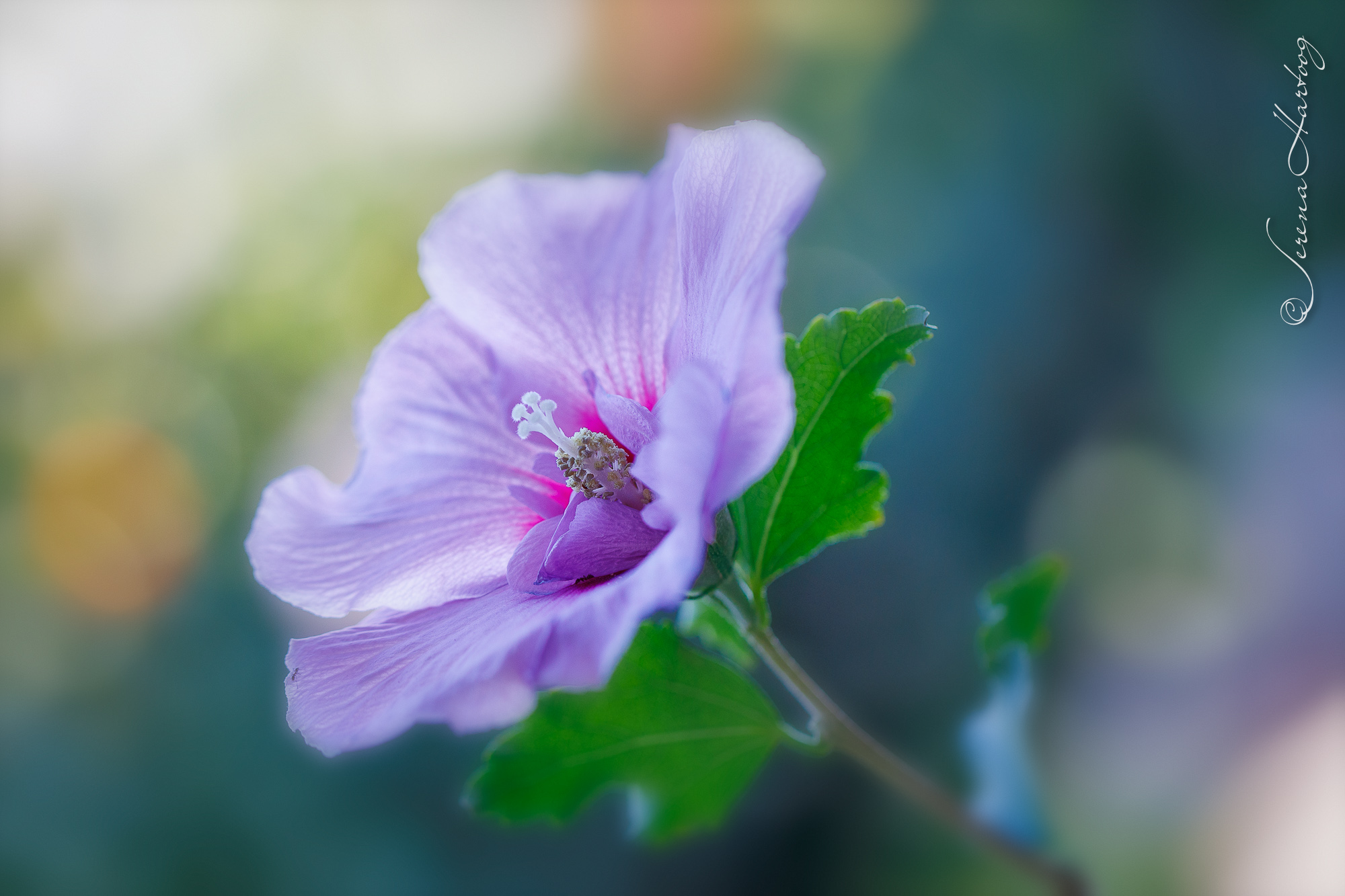 113. 耶和華是我的牧者 (詩 23: 1-6) @耶穌愛你-日富一日背誦聖經