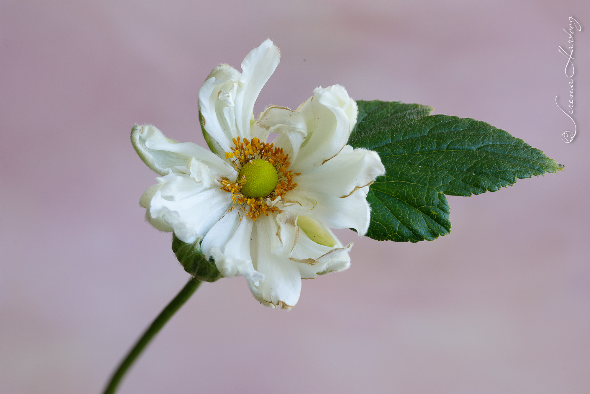 15. 愛神得益處 (羅 8: 28) @耶穌愛你-日富一日背誦聖經