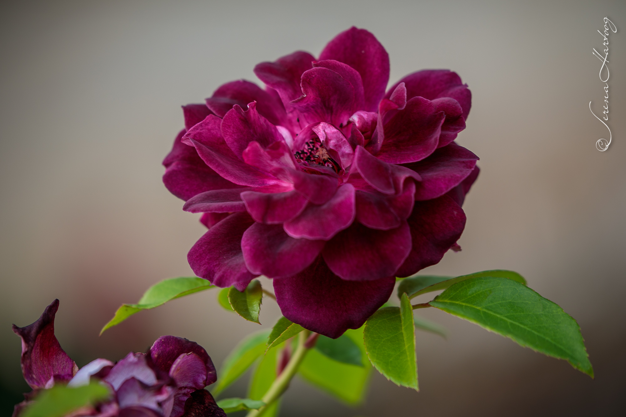 69. 他是我的避難所 (詩 91: 1-2) @耶穌愛你-日富一日背誦聖經